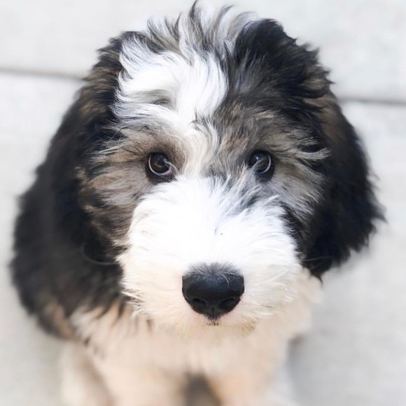 Meet your Posher, Eunice - Picture 1 of 1